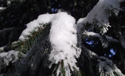 DSCF0875